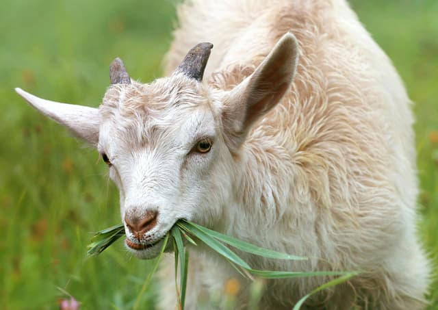 goat prodcts