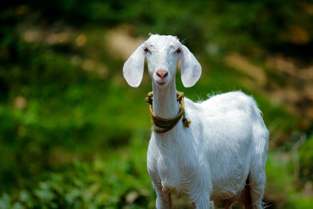 GOAT farm