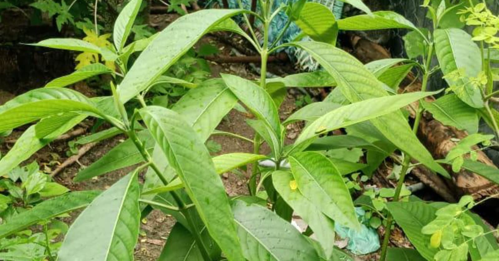 Aada Thodai Ilai: The Herbal Leaf Packed with Natural Goodness