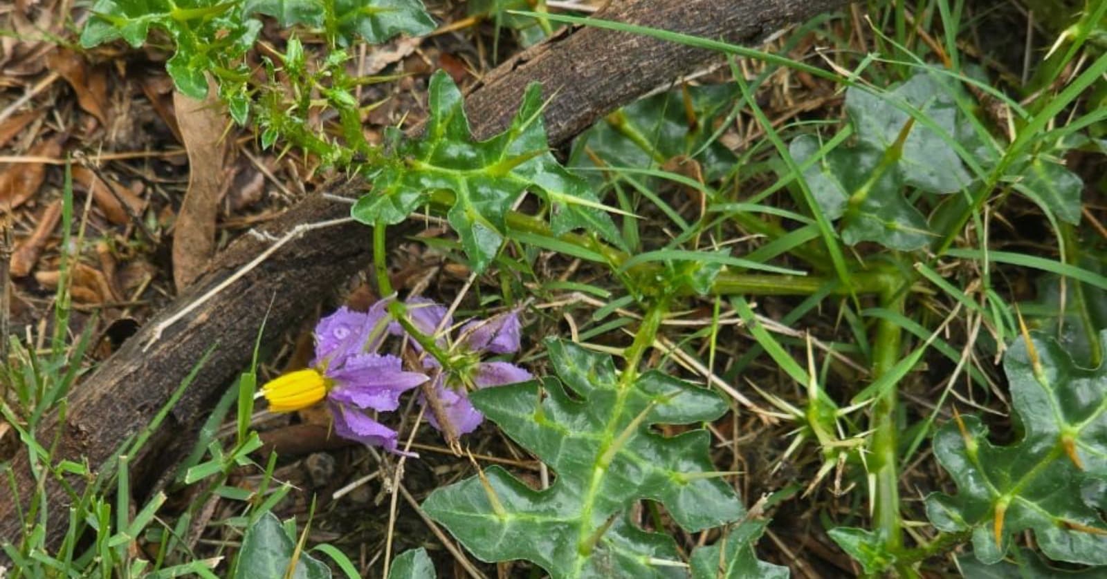 KandanKathiri: A Nutrient-Rich Herbal Plant You Should Know About